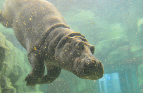 旭山動物園