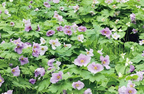 北邦野草園