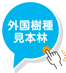 外国樹種見本林